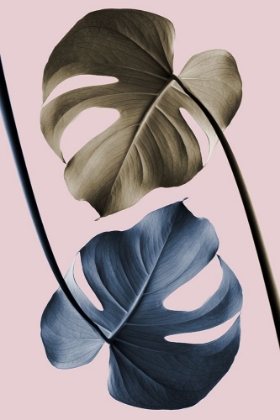 Picture of MONSTERA PINK LIGHT 02