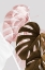 Picture of MONSTERA CREATIVE 04
