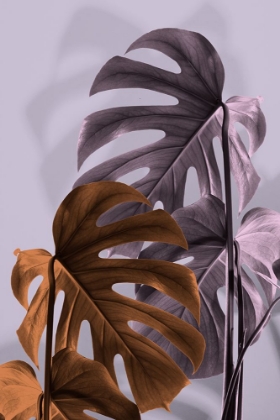 Picture of MONSTERA PURPLE 02