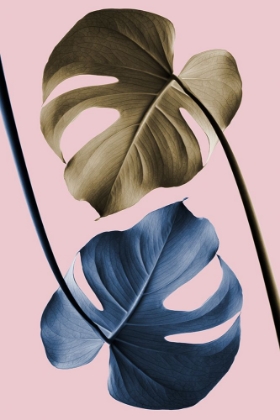 Picture of MONSTERA PINK 12