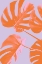 Picture of MONSTERA PURPLE 04