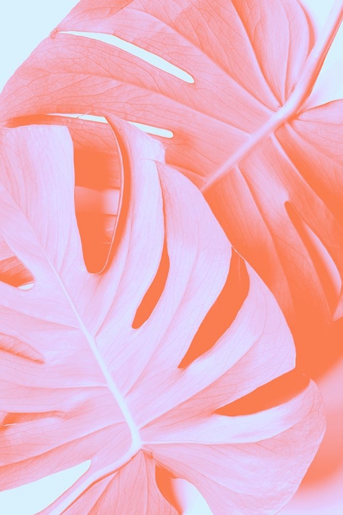 Picture of MONSTERA ORANGE 03