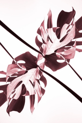 Picture of MONSTERA KALEIDOSCOPE 02