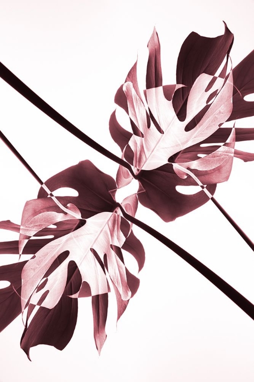 Picture of MONSTERA KALEIDOSCOPE 02
