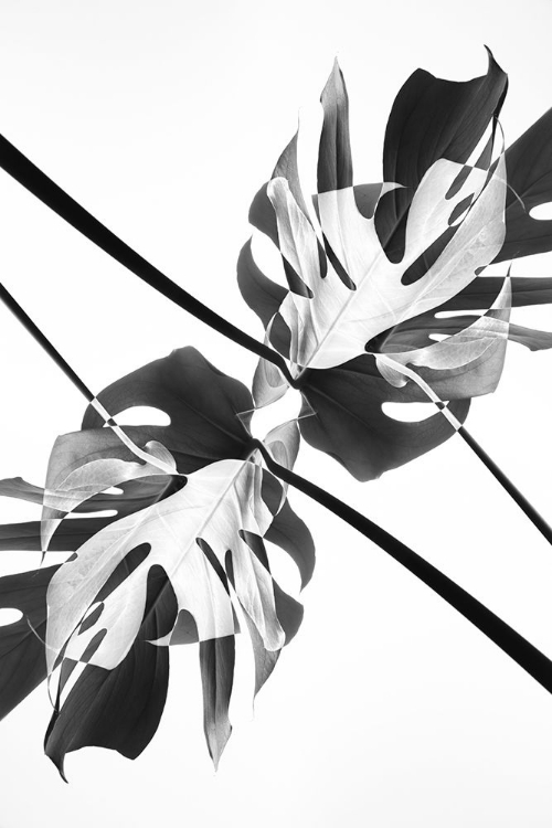 Picture of MONSTERA KALEIDOSCOPE 03