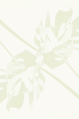 Picture of MONSTERA KALEIDOSCOPE 04