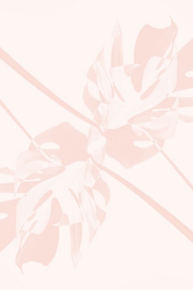 Picture of MONSTERA KALEIDOSCOPE 05