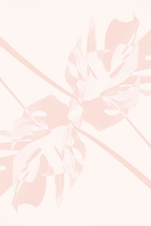 Picture of MONSTERA KALEIDOSCOPE 05