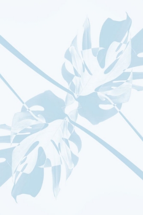 Picture of MONSTERA KALEIDOSCOPE 06