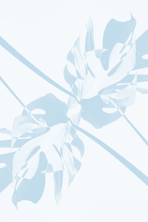 Picture of MONSTERA KALEIDOSCOPE 06
