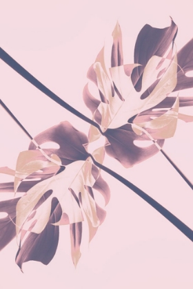 Picture of MONSTERA KALEIDOSCOPE 07