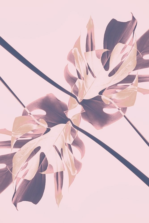 Picture of MONSTERA KALEIDOSCOPE 07