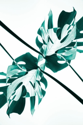 Picture of MONSTERA KALEIDOSCOPE 08