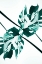 Picture of MONSTERA KALEIDOSCOPE 08
