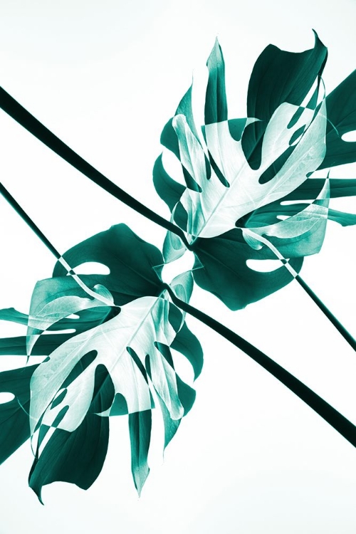 Picture of MONSTERA KALEIDOSCOPE 08
