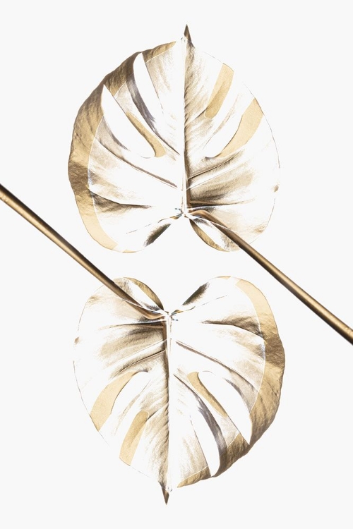 Picture of MONSTERA GOLD 10