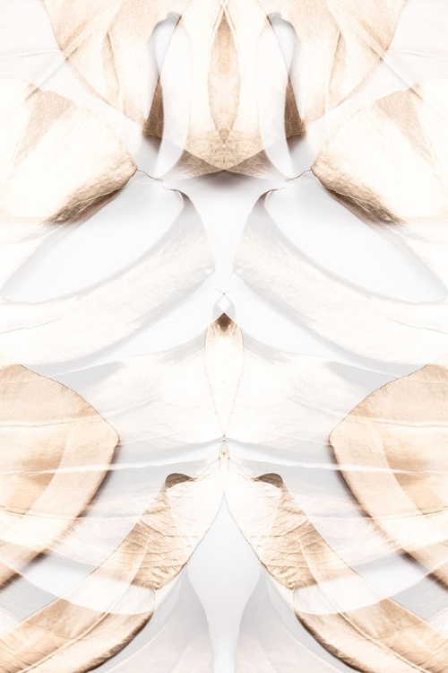 Picture of MONSTERA GOLD 12