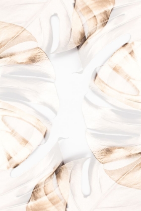 Picture of MONSTERA GOLD 13