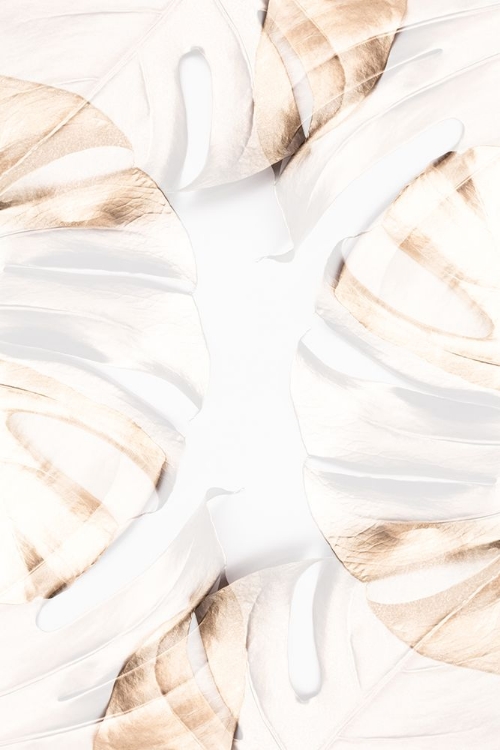Picture of MONSTERA GOLD 13