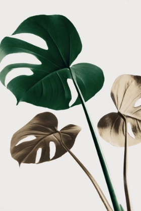 Picture of MONSTERA MIX 04
