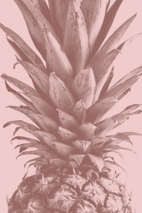 Picture of PINEAPPLE CLOSE UP 01