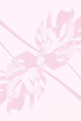 Picture of MONSTERA KALEIDOSCOPE 09