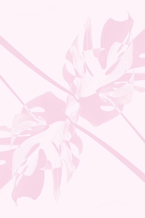 Picture of MONSTERA KALEIDOSCOPE 09