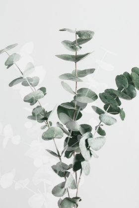 Picture of EUCALYPTUS CREATIVE 01