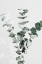 Picture of EUCALYPTUS CREATIVE 01