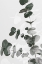 Picture of EUCALYPTUS CREATIVE 04