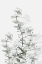 Picture of EUCALYPTUS CREATIVE 15