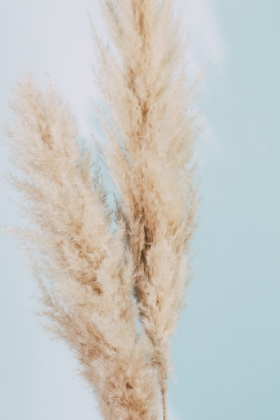 Picture of PAMPAS GRASS BLUE 02