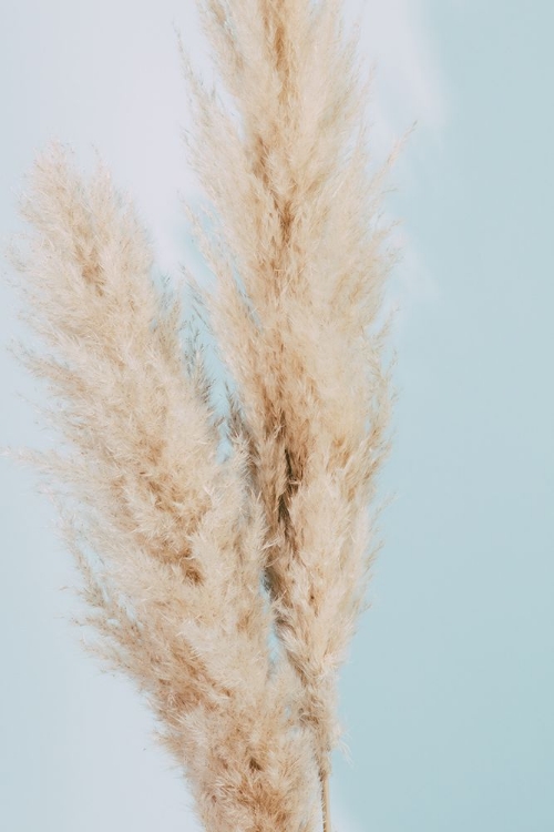 Picture of PAMPAS GRASS BLUE 02