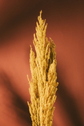 Picture of YELLOW GRASS RUST