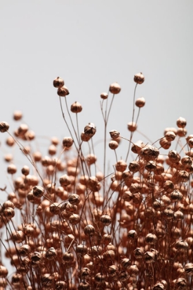 Picture of DRIED GRASS COPPER 01