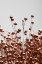 Picture of DRIED GRASS COPPER 02
