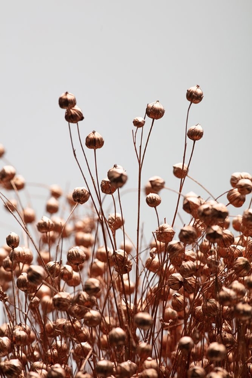 Picture of DRIED GRASS COPPER 02