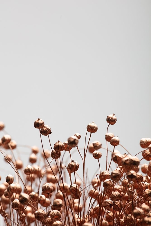 Picture of DRIED GRASS COPPER 03