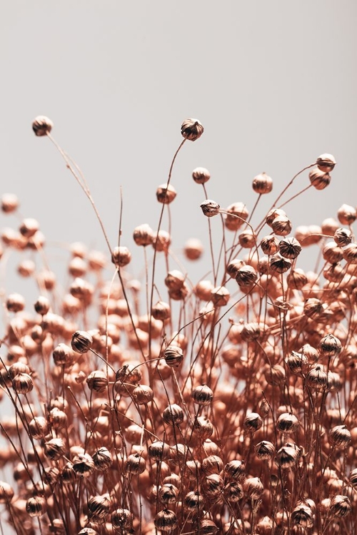 Picture of DRIED GRASS COPPER 05