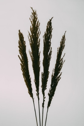 Picture of DRIED GRASS