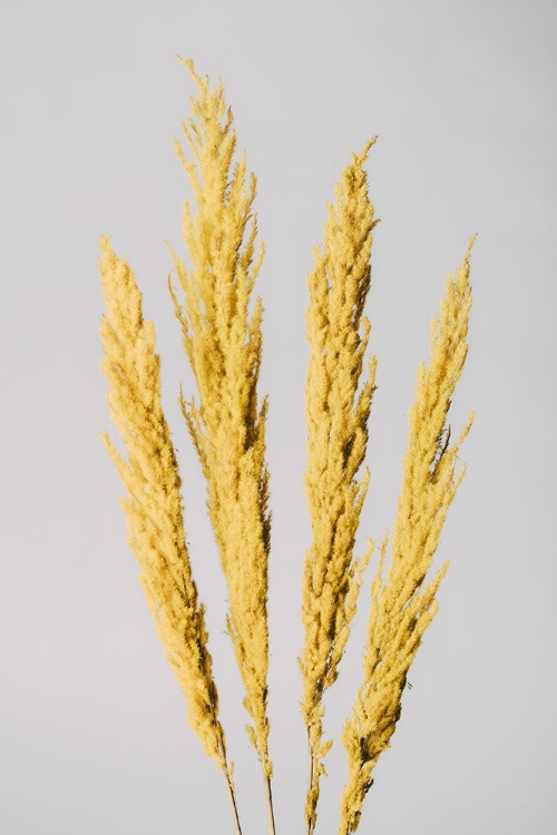 Picture of YELLOW GRASS