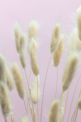 Picture of BUNNY GRASS PINK 01