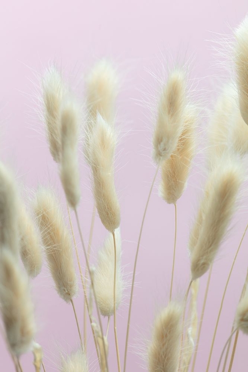 Picture of BUNNY GRASS PINK 01