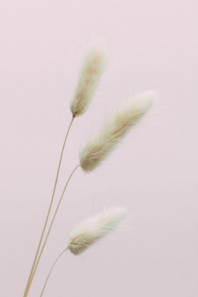 Picture of BUNNY GRASS PINK 03