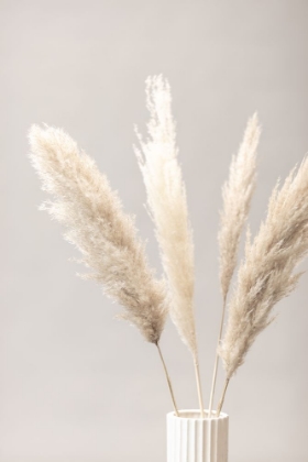 Picture of PAMPAS GRASS GREY 05