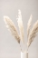 Picture of PAMPAS GRASS GREY 05