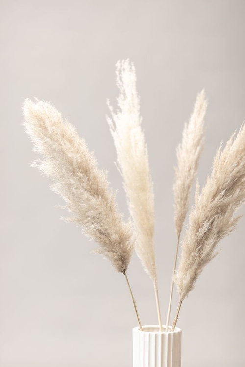 Picture of PAMPAS GRASS GREY 05