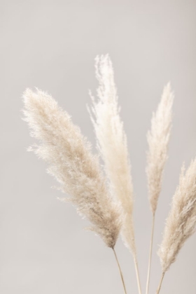 Picture of PAMPAS GRASS GREY 06
