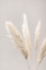 Picture of PAMPAS GRASS GREY 06