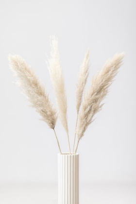 Picture of PAMPAS GRASS GREY 09